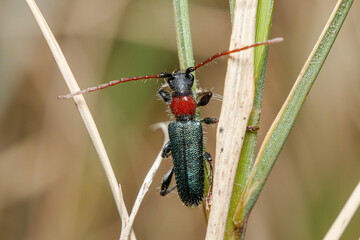 Certallum ebulinum beetle walks on the top of a twig on a sunny day