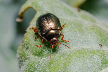 Chrysolina bankii leaf beetle walking on a green leaf on a sunny day