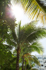 Obraz premium palm tree in the sun