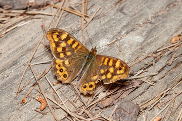 Speckled wood butterfly, Pararge aegeria, resting on the ground on a sunny day