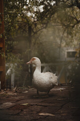 duck in a cottage