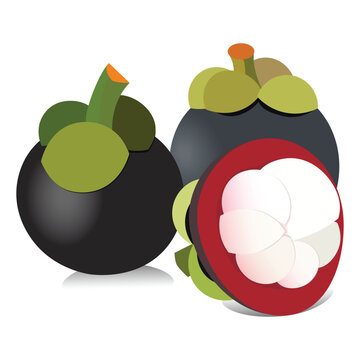 delicious mangosteen fruit graphic