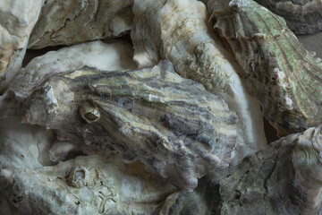 Oyster shells closeup