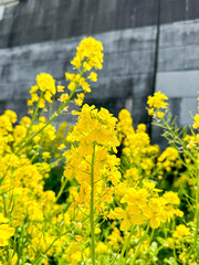 満開の花畑の菜の花