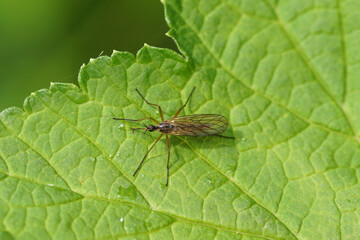 Close up female dance fly Empis trigramma. Family Empididae. On a leaf. Spring, May. Dutch garden.