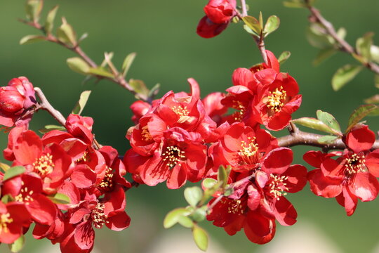 Sweden. Chaenomeles speciosa, the flowering quince, Chinese quince, or Japanese quince is a thorny deciduous or semi-evergreen shrub native to eastern Asia. 