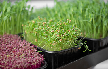 The concept of a healthy diet, growing microgreens - boxes of red amaranth, mustard, arugula, peas, cilantro on a home white windowsill