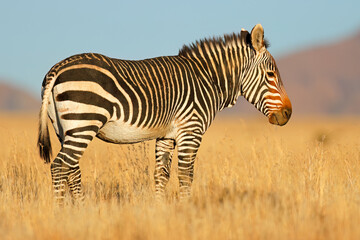 Cape mountain zebra (Equus zebra) in natural habitat, Mountain Zebra National Park, South Africa.