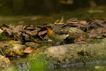 水辺の幼鳥キビタキ