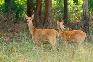 Two female barasingha or swamp deer (Rucervus duvaucelii), Kanha National Park, India.
