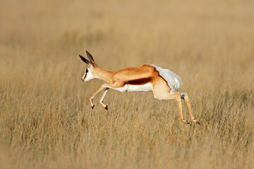 Jumping springbok antelope (Antidorcas marsupialis) in natural habitat, South Africa.