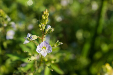 カワヂシャ（Veronica undulata）の花をクローズアップ／5月・日本