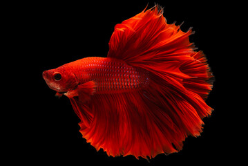 The red betta fish's creating a stunning spectacle as it swam its movements both elegant and swift.