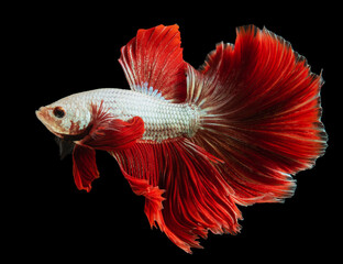 The vibrant red tailed betta fish gracefully swims through the water its tail fluttering behind it in a mesmerizing display of beauty and elegance.