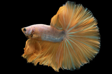 The golden tail betta glistens like a radiant jewel as it gracefully swims through the water its lustrous scales reflecting the light in a mesmerizing display.