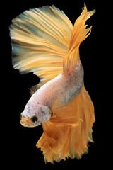 With every movement of its sleek body the golden tail betta creates a shimmering trail leaving a trail of brilliance in its wake.