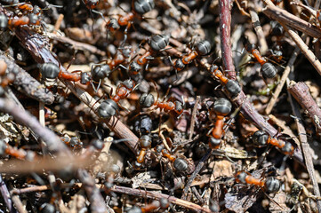 anthill with lots of red wood ants - obrazy, fototapety, plakaty