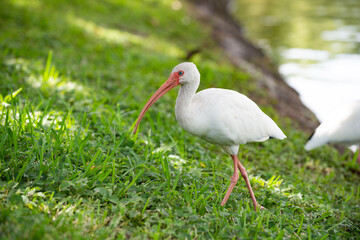 white ibis bird in wildlife. ibis bird in nature. photo of ibis bird outdoor. ibis bird