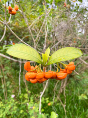 tabernaemontana or eastern gondola with green leaf