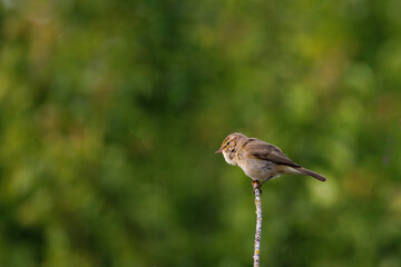Chiffchaff sitting on a branch