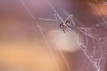 A macro photo of a single fly caught in a spider's web