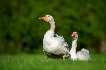 Obraz premium Two goose on spring green grass