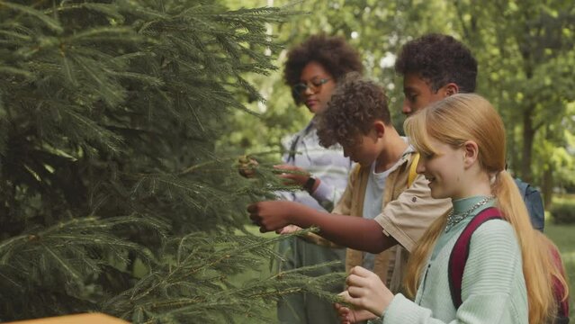 Medium shot of diverse school children exploring coniferous tree while on excursion in park with teacher