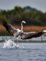 Beautiful flamingo