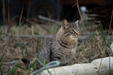 day, summer, gray beautiful powerful cat, looking to the right, sitting on a fishing camp in white seine floats (balabers).