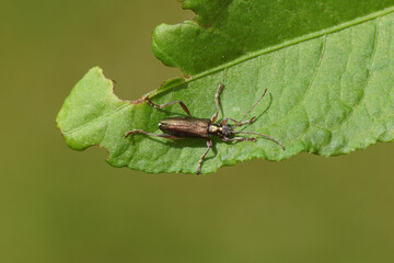 Close up of the leaf beetle Donacia clavipes. Subfamily Donaciinae. Family Chrysomelidae. On a leaf. Spring, May. Dutch garden.