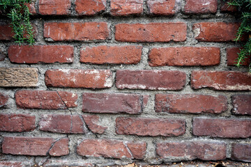 Close up view on red weathered brick wall with some crack and green plants