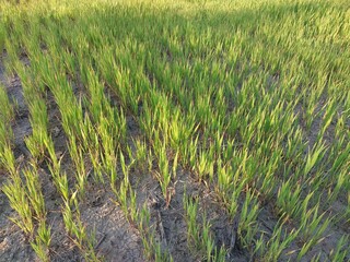 Obraz premium Young grass vegetables grow on the field