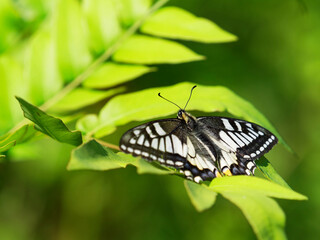 ゼンマイの葉で休むアゲハ蝶