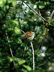 a sparrow on a branch, a sparrow among green leaves, a bird on a tree.