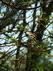 a sparrow on a branch, a sparrow among green leaves, a bird on a tree.