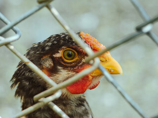 close up of a hen, portrait of a chicken, chicken in a cage on a farm, chicken farm, chicken eye
