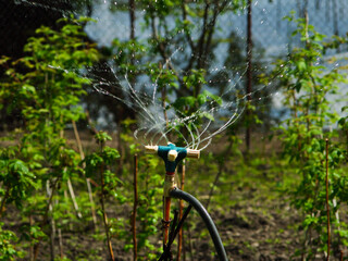 watering the garden, watering the plants, sprinkler in the garden, watering vegetables in the garden, home garden, garden care.