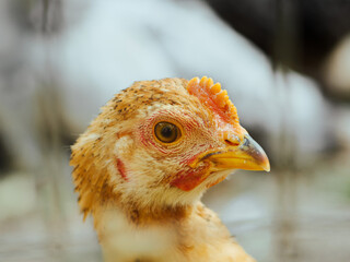 close up of a hen, portrait of a chicken, chicken in a cage on a farm, chicken farm, chicken eye