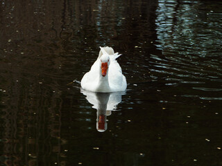 white goose swimming in water, goose in lake close up, geese on farm, raising geese, great big goose. Incredible photo of a goose. white swan on the lake