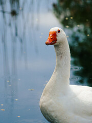 white goose by the water, goose close up, geese on the farm, raising geese, great big goose. Incredible photo of a goose. portrait of a goose on the beach