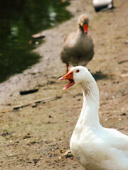 Goose with open beak, goose screaming, white goose near water, goose in lake close-up, great big goose. Incredible photo of a goose. Open beak of a bird.