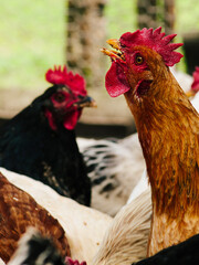 hen with an open beak, screaming chicken, chicken with food in its beak, orange hen. Bird farm. Breeding chickens.