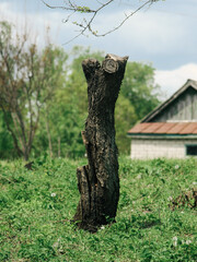 sawn tree, trunk of a sawn tree. Stump A felled tree among the grass.
