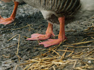 goose feet, goose feet on the ground, goose feet close-up, swimming birds near water. Duck's feet.