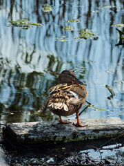 duck in the pond, duck on the water, wild duck near water, duck on natural natural background.