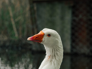 white goose by the water, goose close up, geese on the farm, raising geese, great big goose. Incredible photo of a goose. portrait of a goose on the beach