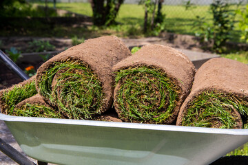 Neuer Rollrasen für den Garten. Die Rasenrollen liegen im Schubkarren zur Verlegung bereit