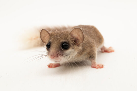 The woodland dormouse (Graphiurus murinus) African pygmy dormouse isolated on white background