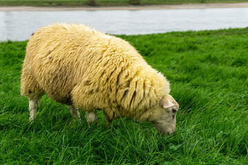 Sheeps on a grass field