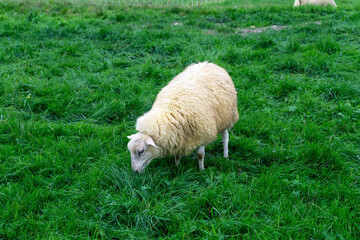 Sheeps on a grass field